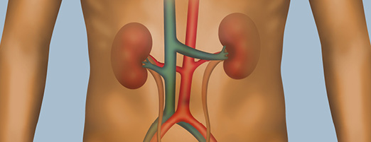 Learn how your kidneys function.