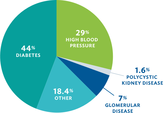 Causes of chronic kidney disease pie chart. 44% is caused by diabetes, 29% high blood pressure, 18.4% other, 7% glomerular disease, and 1.6% polycystic kidney disease.